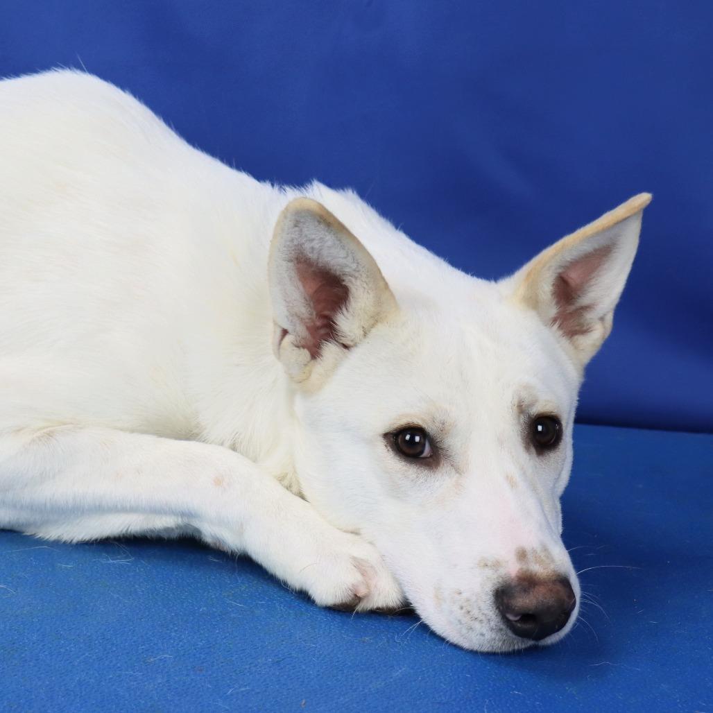 Sampson, Adoptable, Young Male Labrador Retriever.