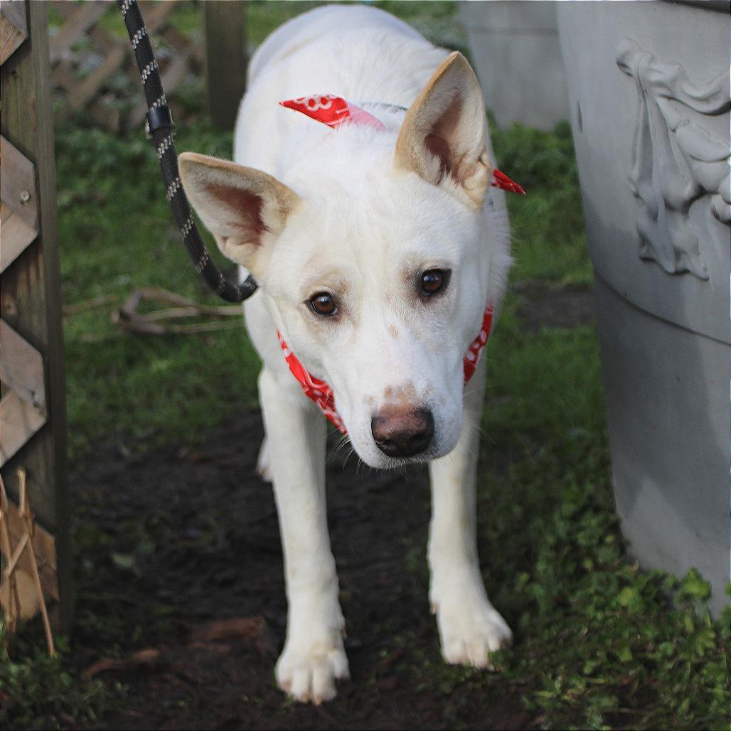 Enlarge Sampson, a Adoptable mixed breed in West Point, MS image 2/5