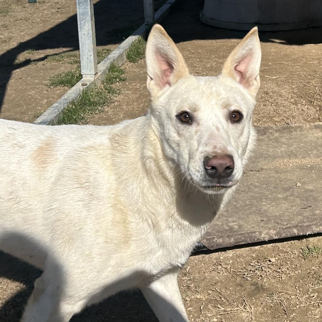 Enlarge Sampson, a Adoptable mixed breed in West Point, MS image 3/5