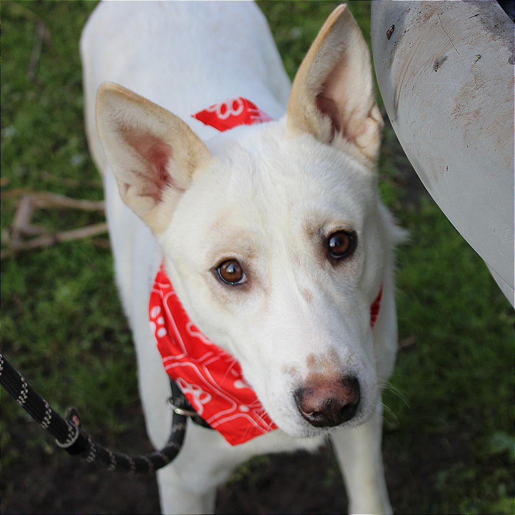 Enlarge Sampson, a Adoptable mixed breed in West Point, MS image 4/5