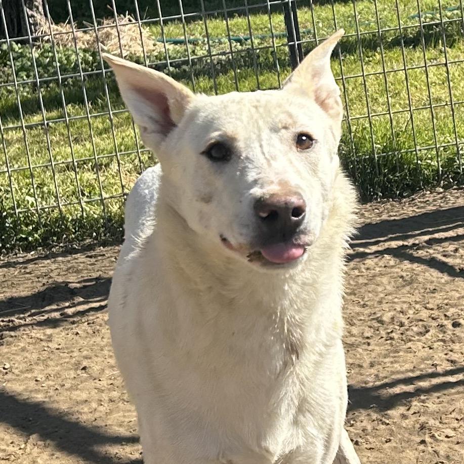 Enlarge Sampson, a Adoptable mixed breed in West Point, MS image 5/5