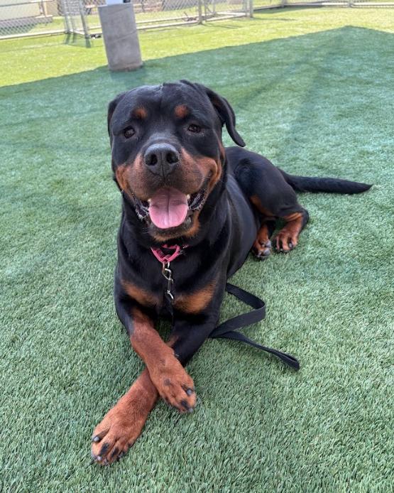 Ronda, ADOPTABLE, Adult Female Rottweiler.