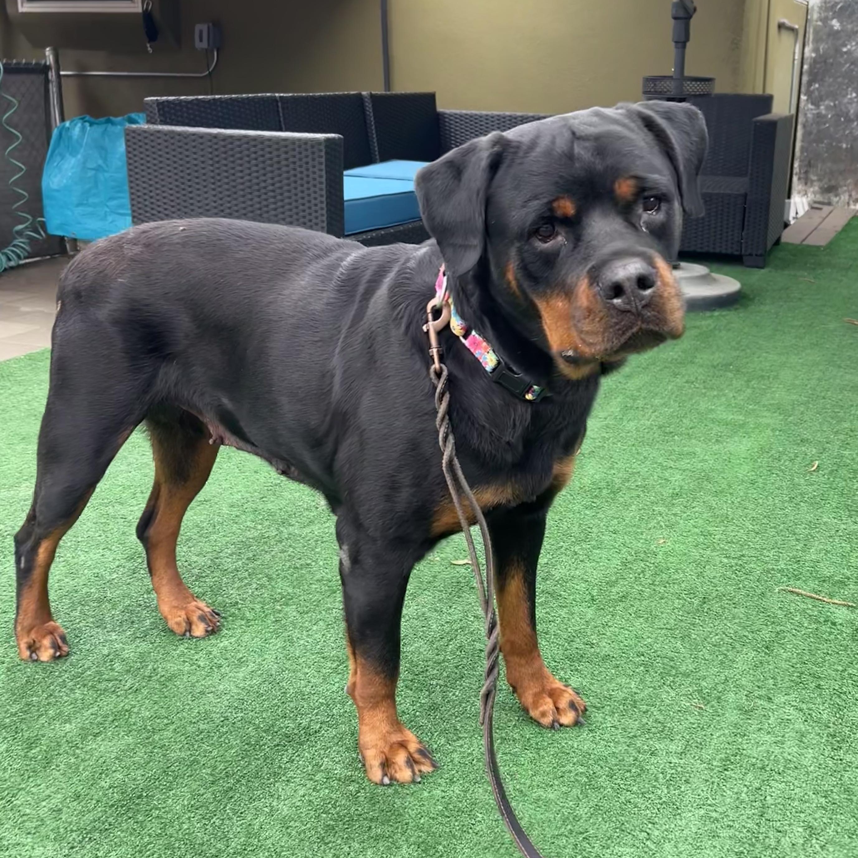 Ronda, a ADOPTABLE Rottweiler in Burbank, CA image 5/6