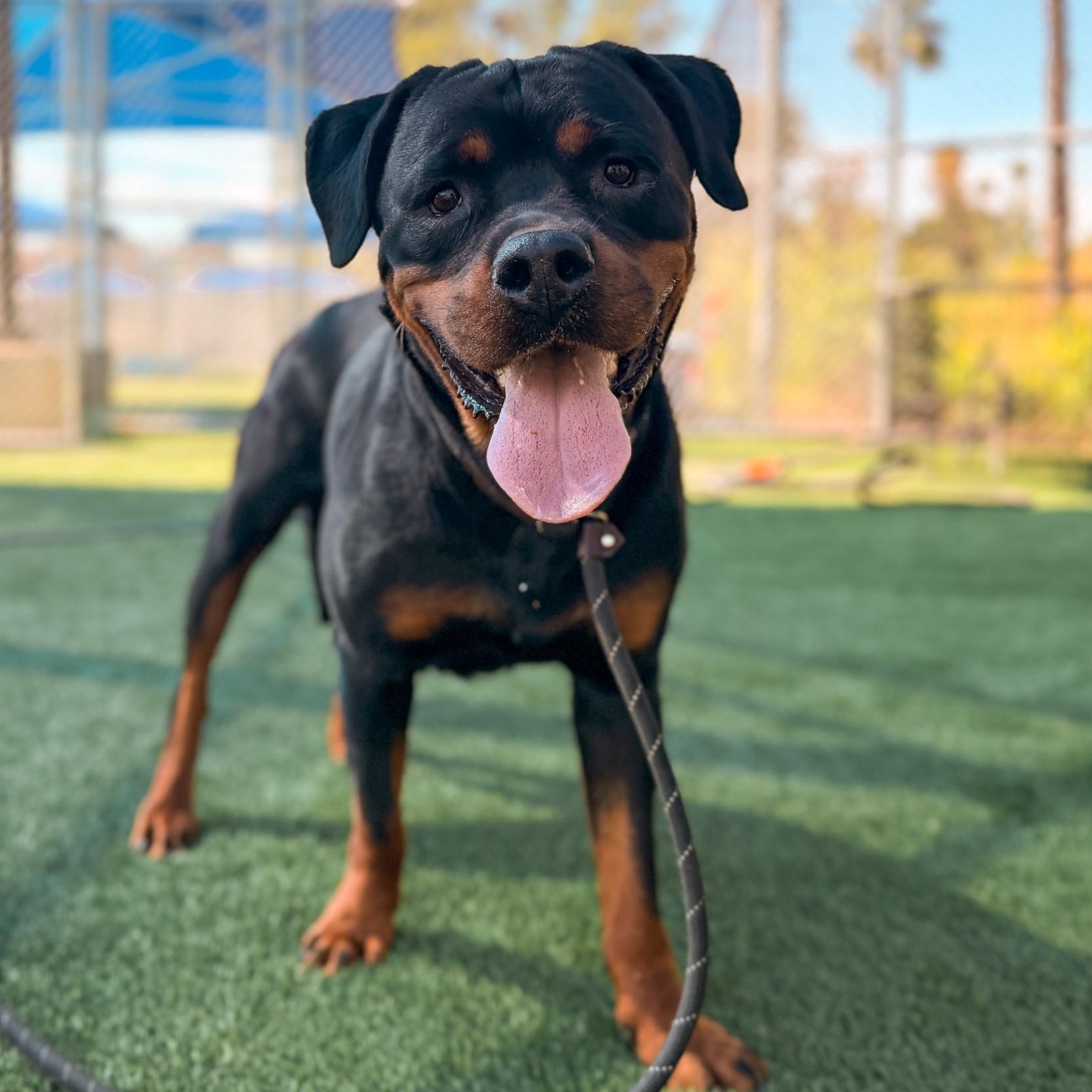 Ronda, a ADOPTABLE Rottweiler in Burbank, CA image 3/6
