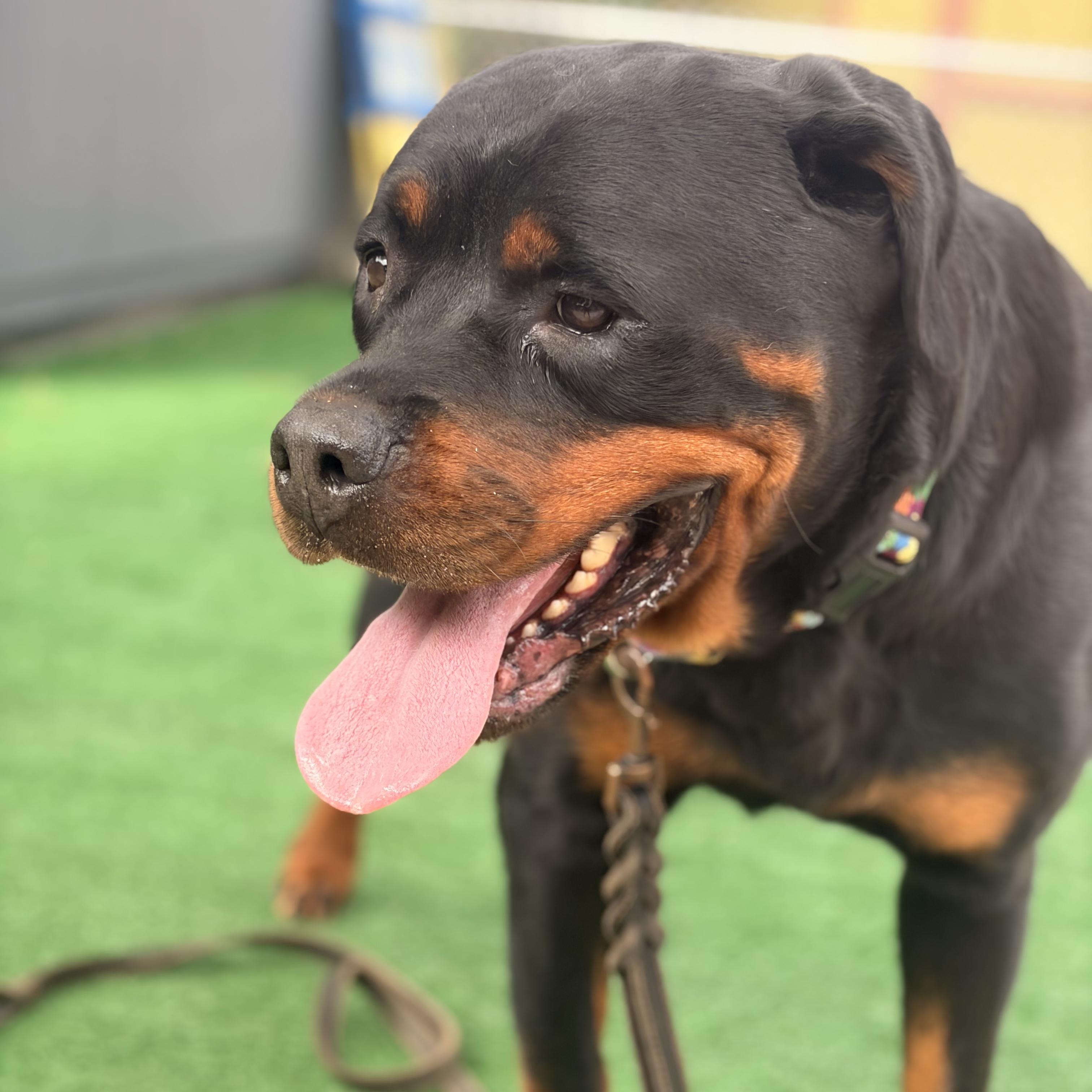 Ronda, a ADOPTABLE Rottweiler in Burbank, CA image 2/6