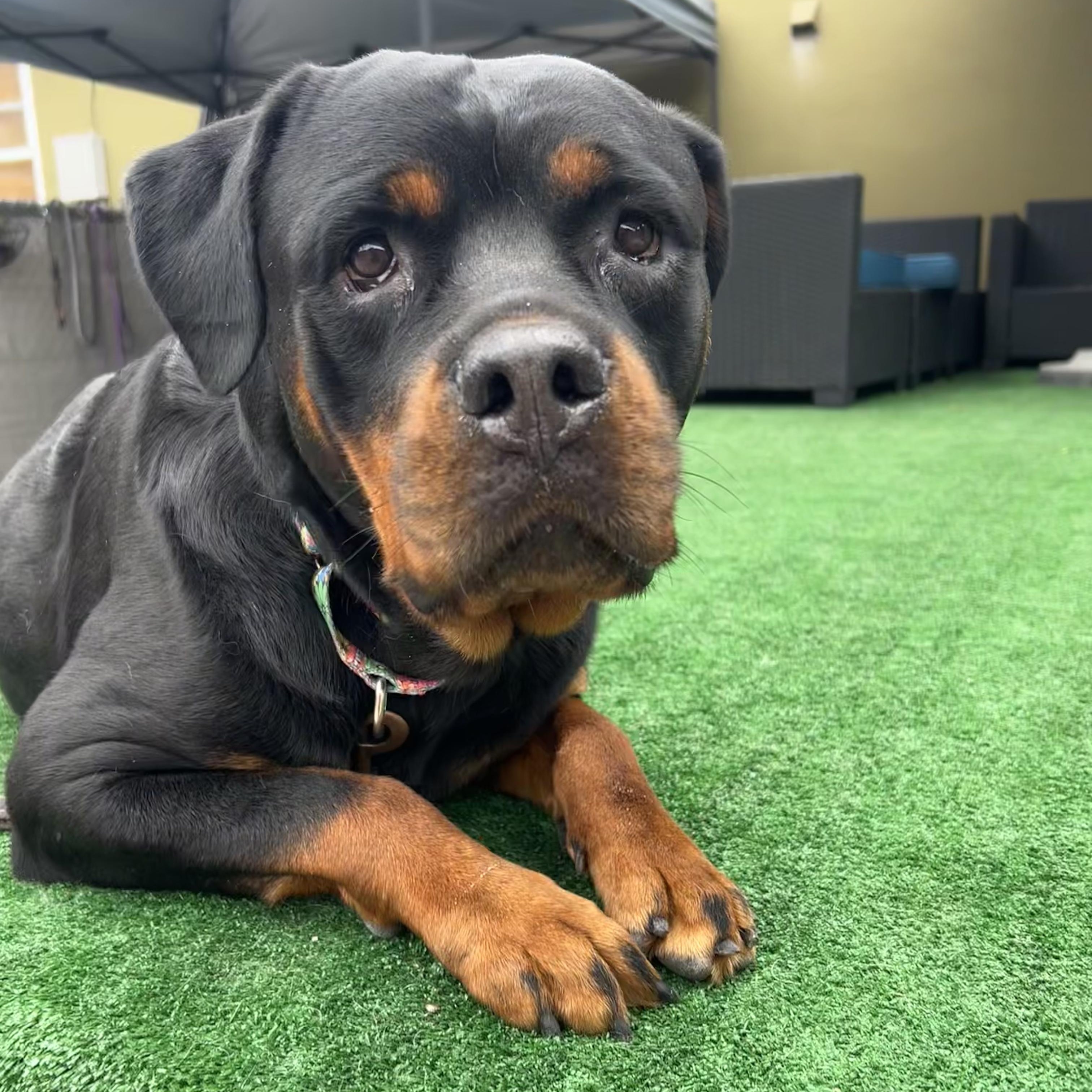 Ronda, a ADOPTABLE Rottweiler in Burbank, CA image 4/6