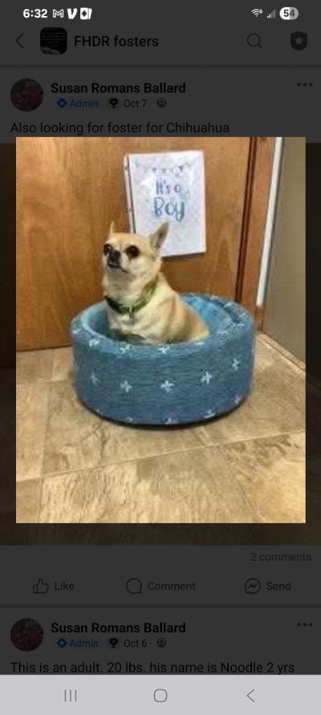 Virgil, a Adoptable mixed breed in Johnston, IA image 1/5