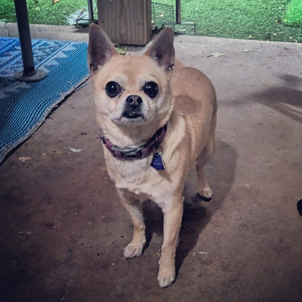 Virgil, a Adoptable mixed breed in Johnston, IA image 2/5