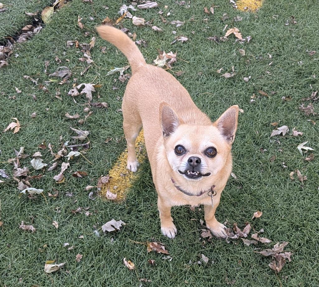 Virgil, a Adoptable mixed breed in Johnston, IA image 3/5
