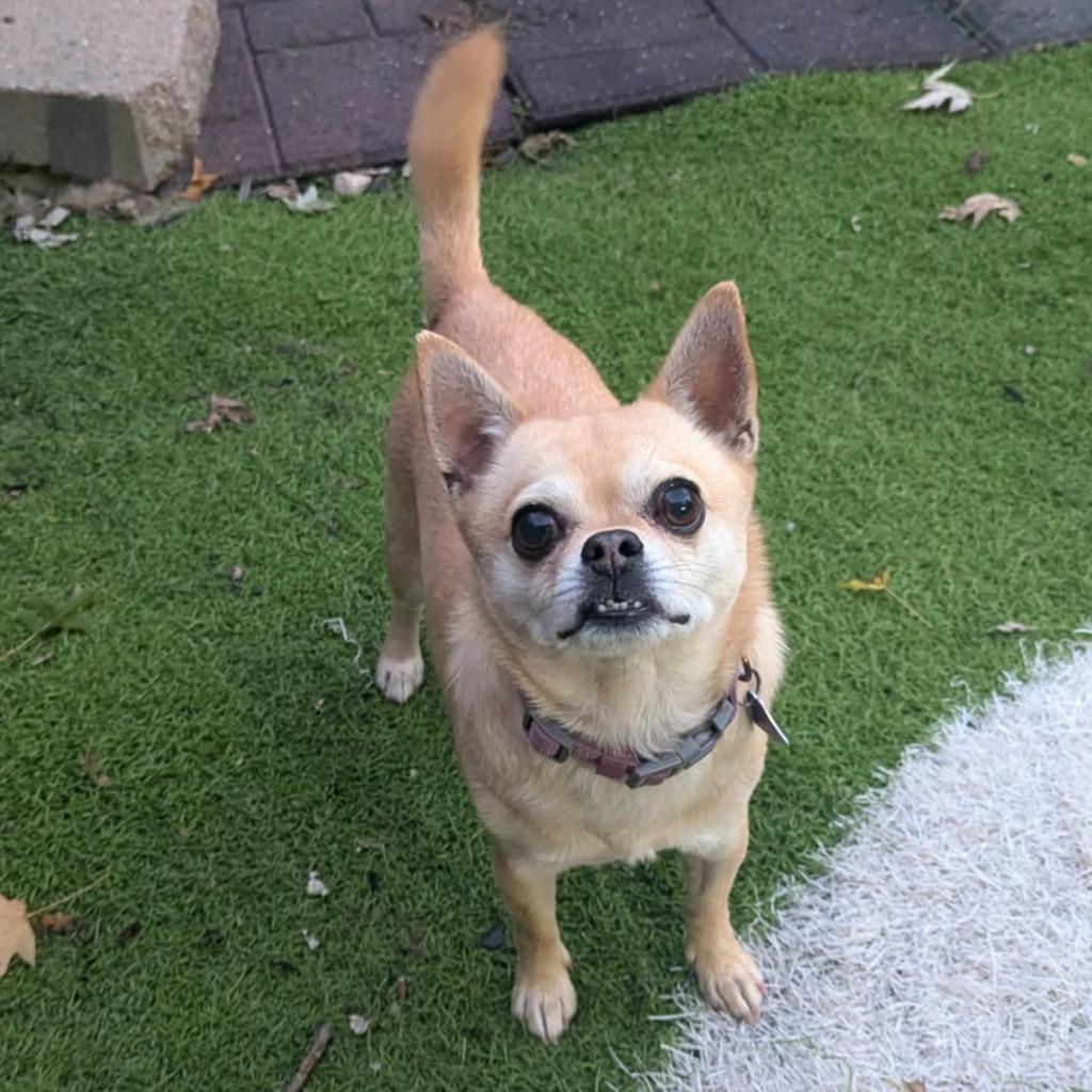 Virgil, a Adoptable mixed breed in Johnston, IA image 4/5