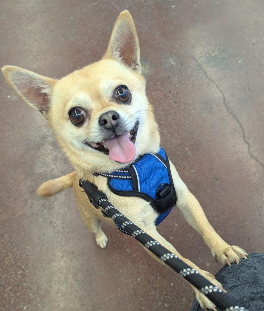 Virgil, a Adoptable mixed breed in Johnston, IA image 5/5