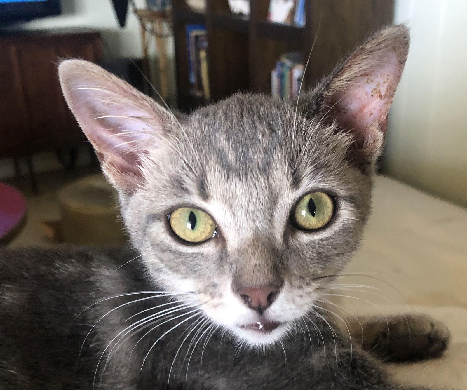 Mojo, Adoptable, Kitten Male Tabby.