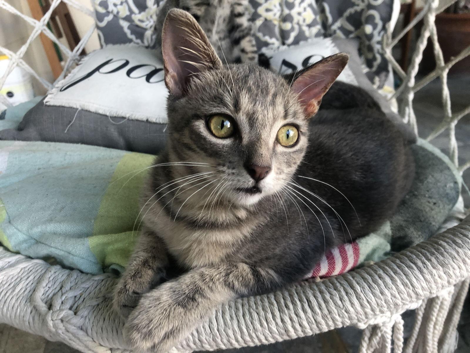 Enlarge Mojo, a Adoptable Tabby in Orlando, FL image 2/3