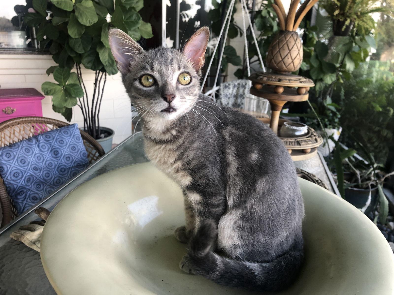 Enlarge Mojo, a Adoptable Tabby in Orlando, FL image 3/3