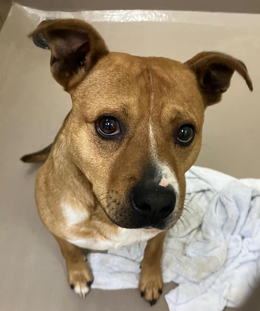 Marmot, Adoptable, Young Male Hound.