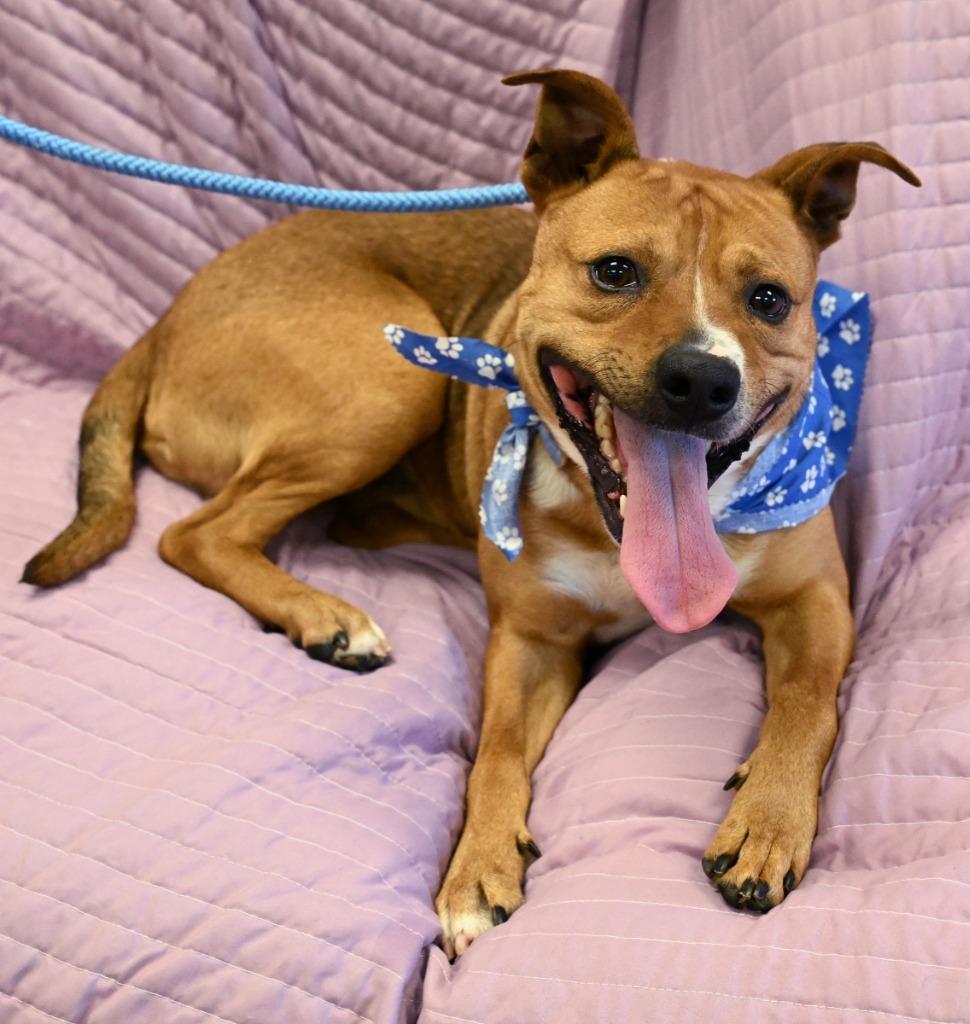 Marmot, a Adoptable Hound in Christiansburg, VA image 2/4