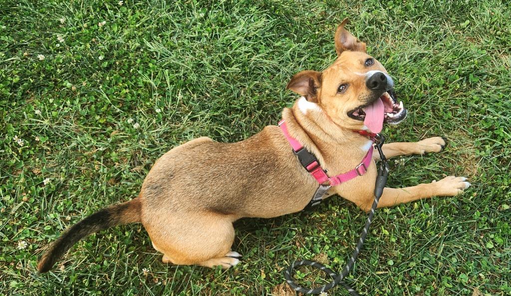 Enlarge Marmot, a Adoptable Hound in Christiansburg, VA image 3/6