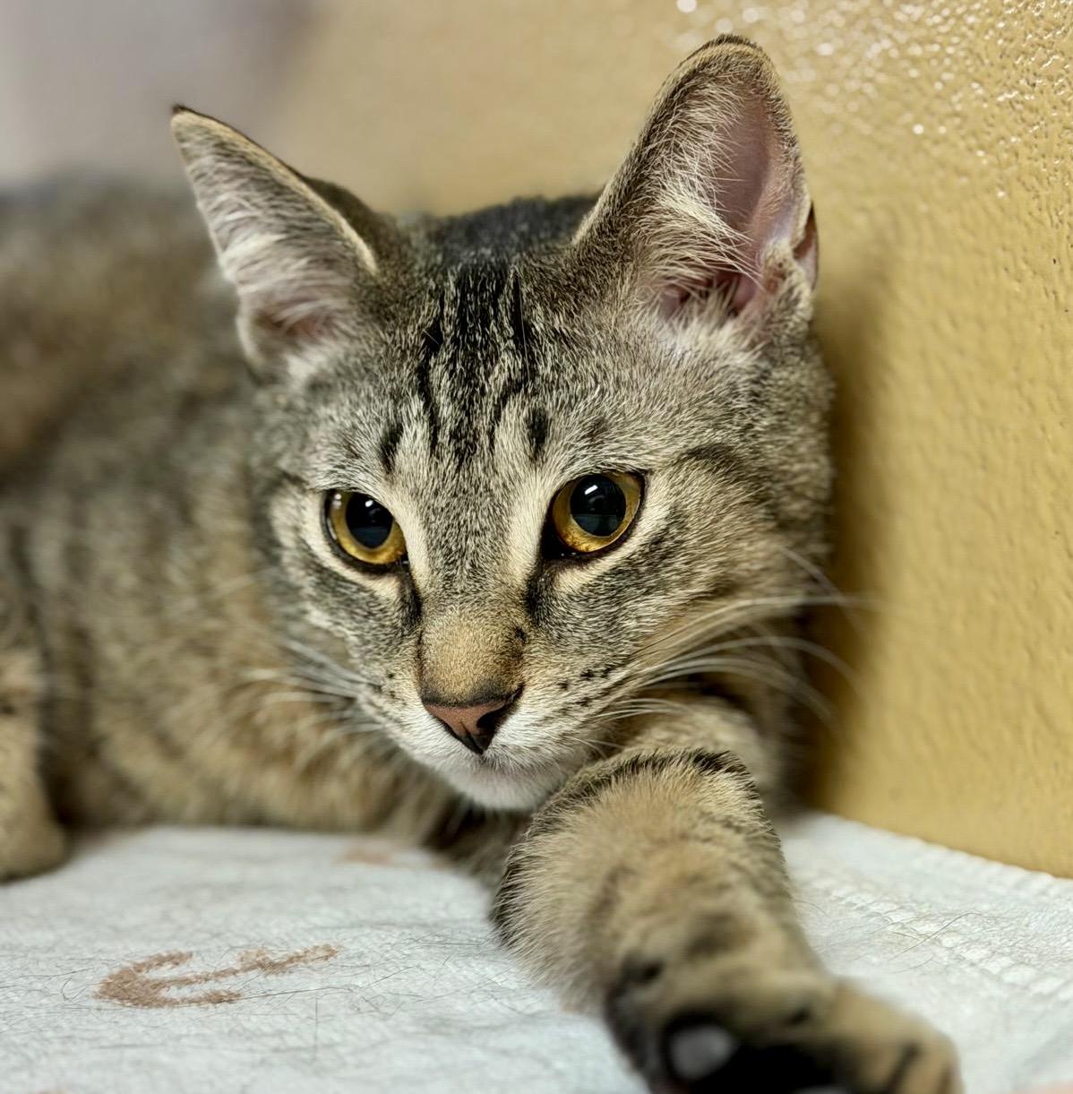 Enlarge Pinkie, an adopted mixed breed in Toronto, ON image 2/6