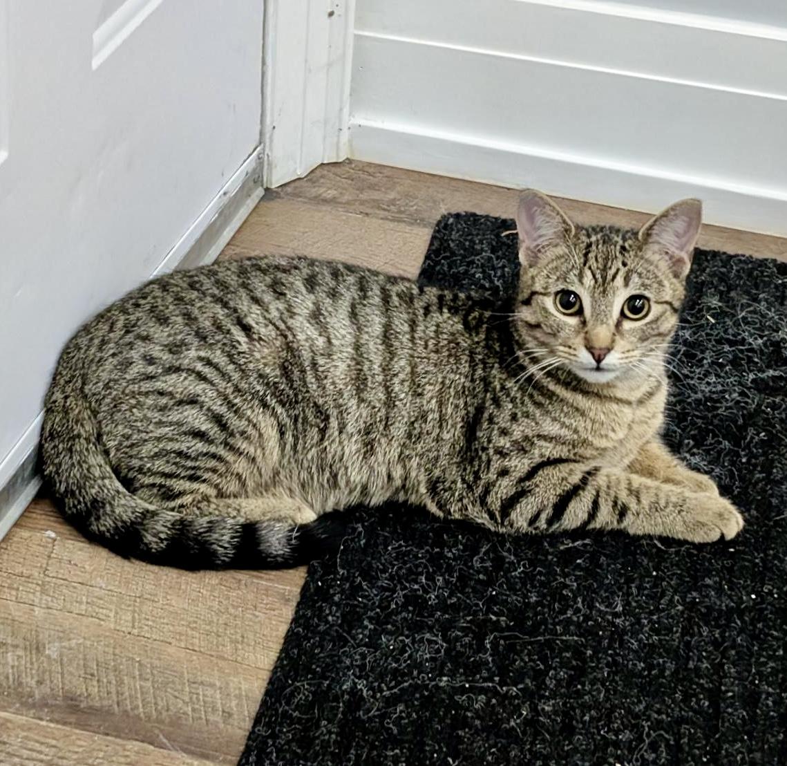 Enlarge Pinkie, an adopted mixed breed in Toronto, ON image 5/6