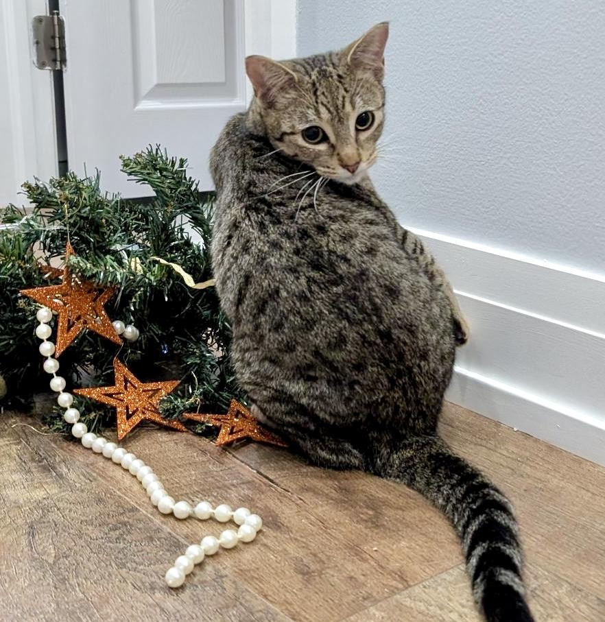 Enlarge Pinkie, an adopted mixed breed in Toronto, ON image 4/6