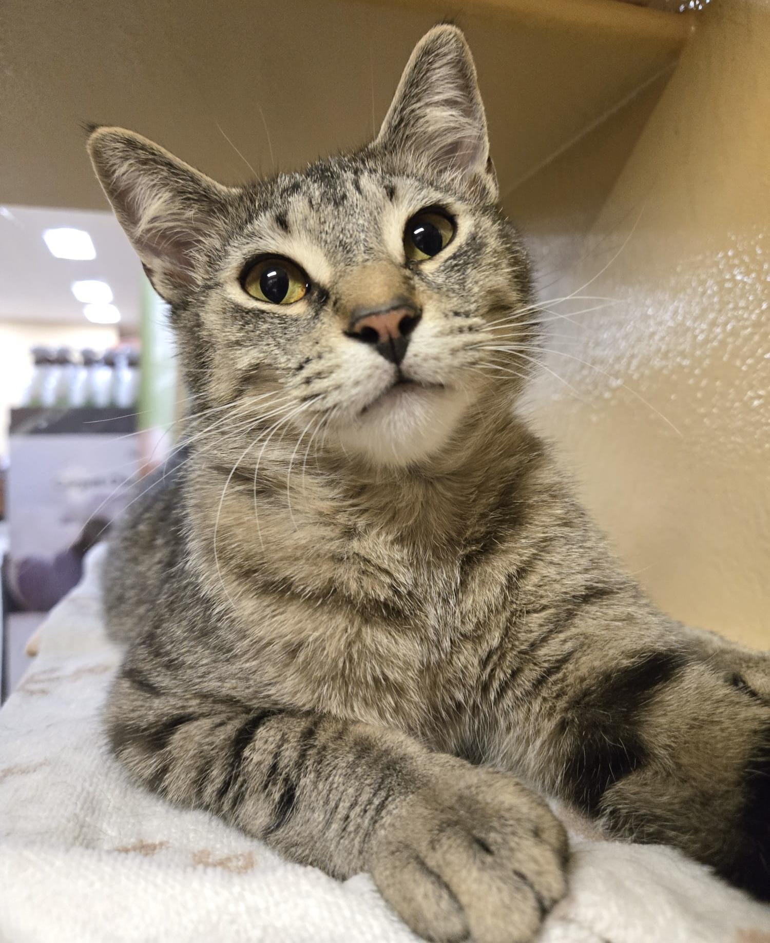 Enlarge Pinkie, an adopted mixed breed in Toronto, ON image 6/6