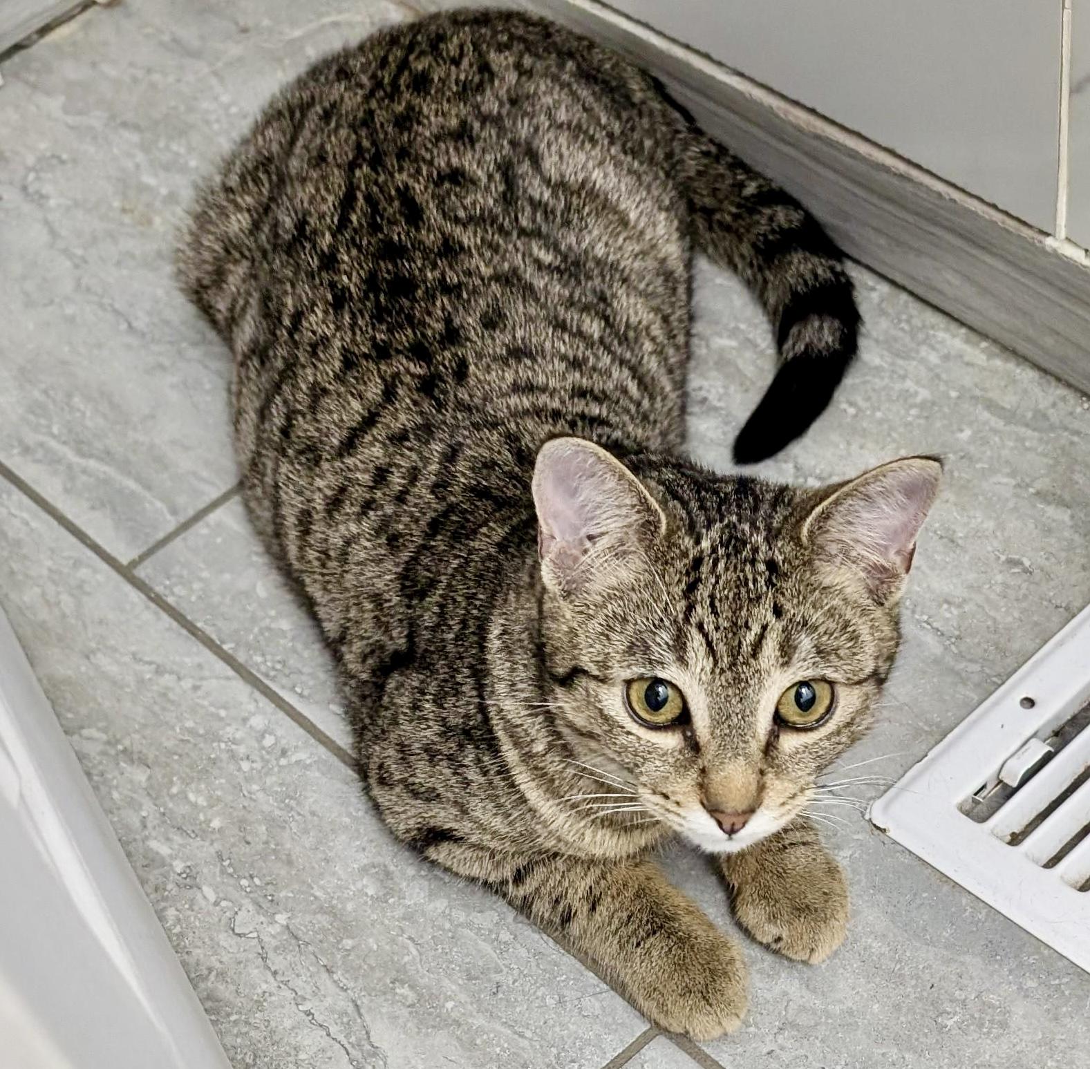 Enlarge Pinkie, an adopted mixed breed in Toronto, ON image 3/6