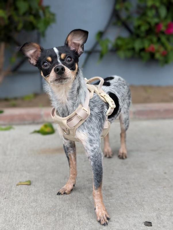 Tucker, ADOPTABLE, Young Male Miniature Pinscher & Chihuahua.