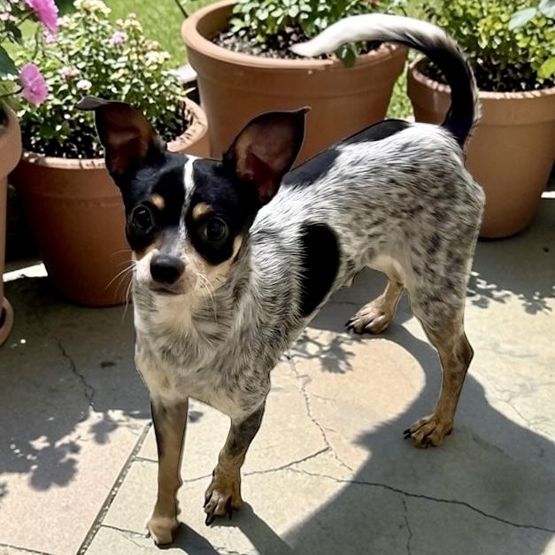 Tucker, ADOPTABLE, Young Male Miniature Pinscher & Chihuahua.