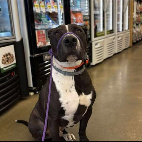 Enlarge Jordan (Foster Needed), a Adoptable mixed breed in Indianapolis, IN image 4/9