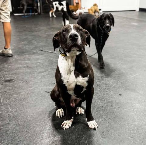 Enlarge Jordan (Foster Needed), a Adoptable mixed breed in Indianapolis, IN image 8/9