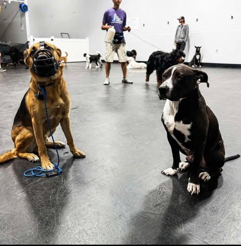 Enlarge Jordan (Foster Needed), a Adoptable mixed breed in Indianapolis, IN image 6/9