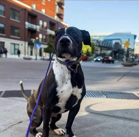 Enlarge Jordan (Foster Needed), a Adoptable mixed breed in Indianapolis, IN image 1/9