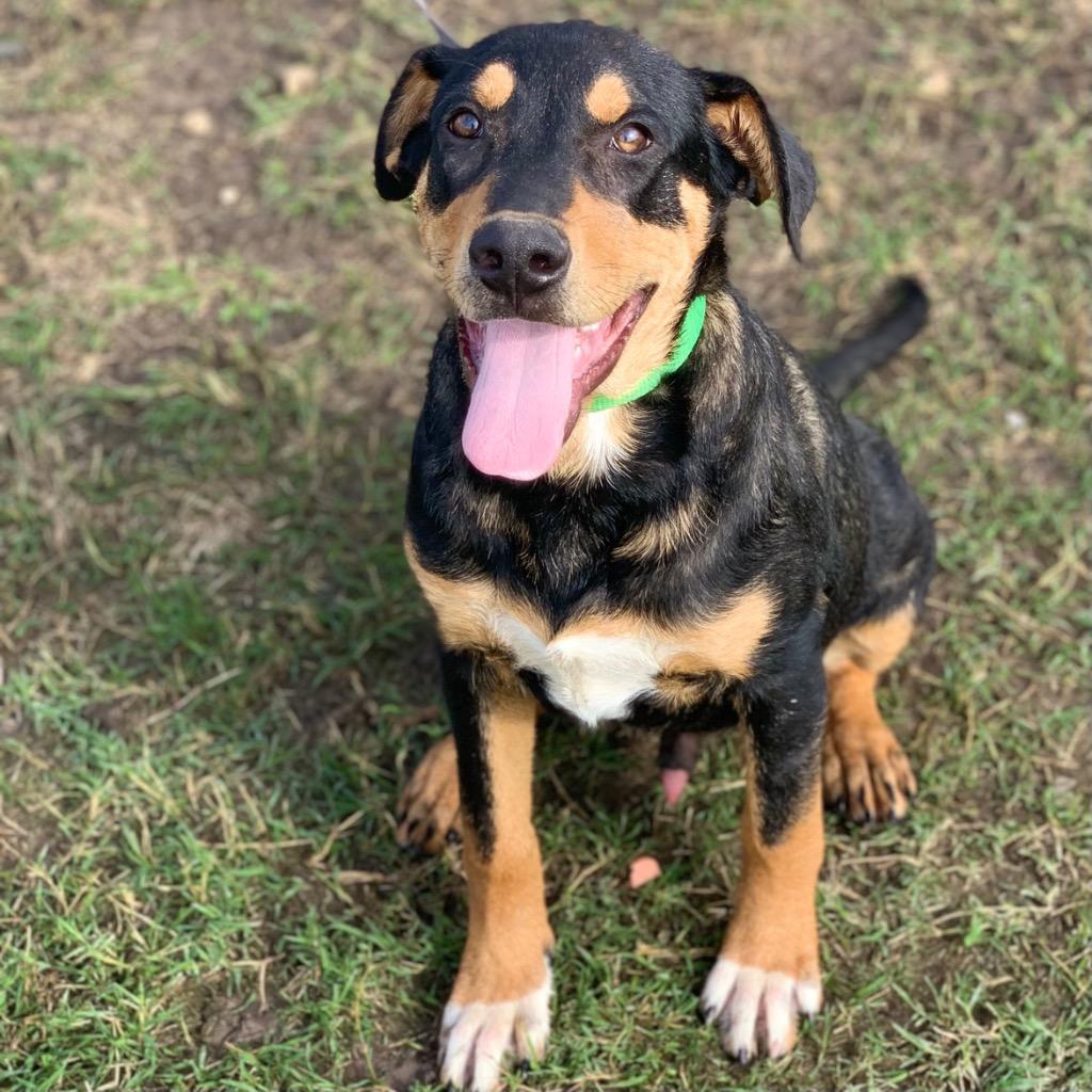 Freddie, Adoptable, Adult Male Retriever & Black and Tan Coonhound.