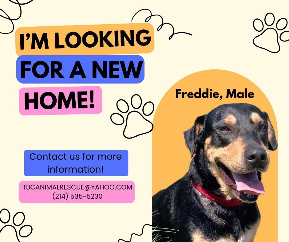 Enlarge Freddie, a Adoptable mixed breed in Quinlan, TX image 2/5