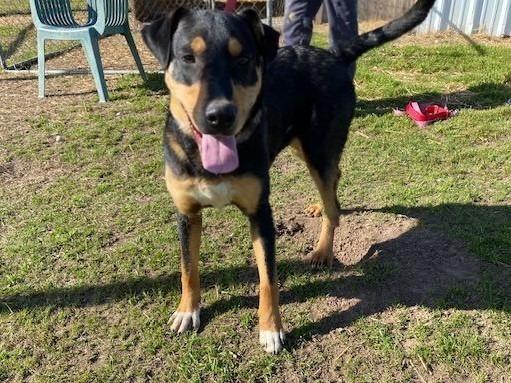 Enlarge Freddie, a Adoptable mixed breed in Quinlan, TX image 3/5