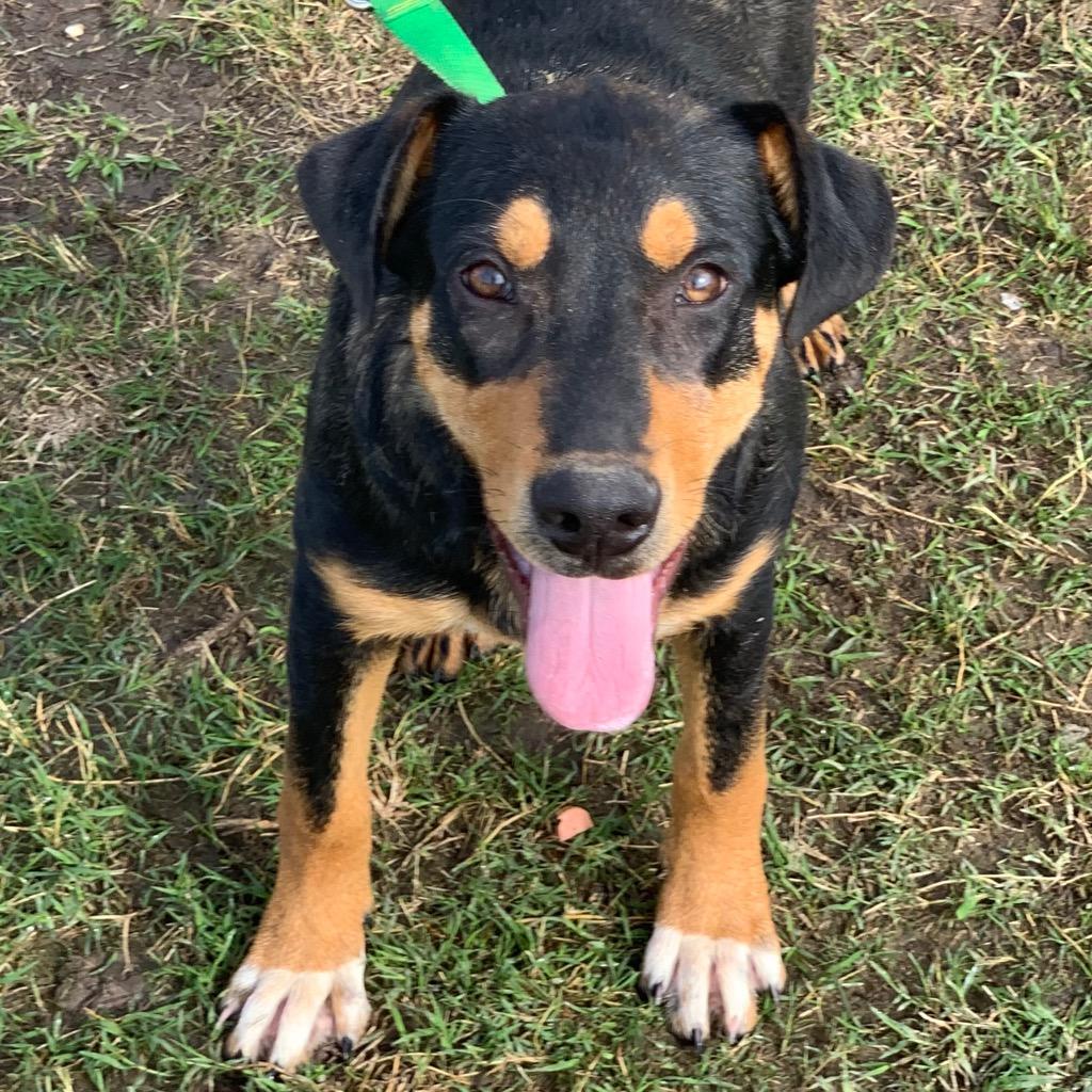 Enlarge Freddie, a Adoptable mixed breed in Quinlan, TX image 4/5