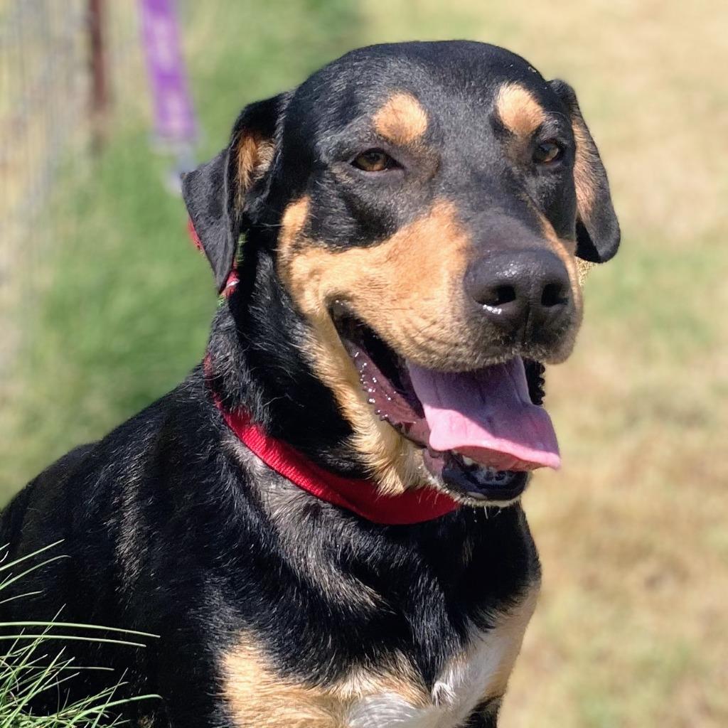 Enlarge Freddie, a Adoptable mixed breed in Quinlan, TX image 5/5