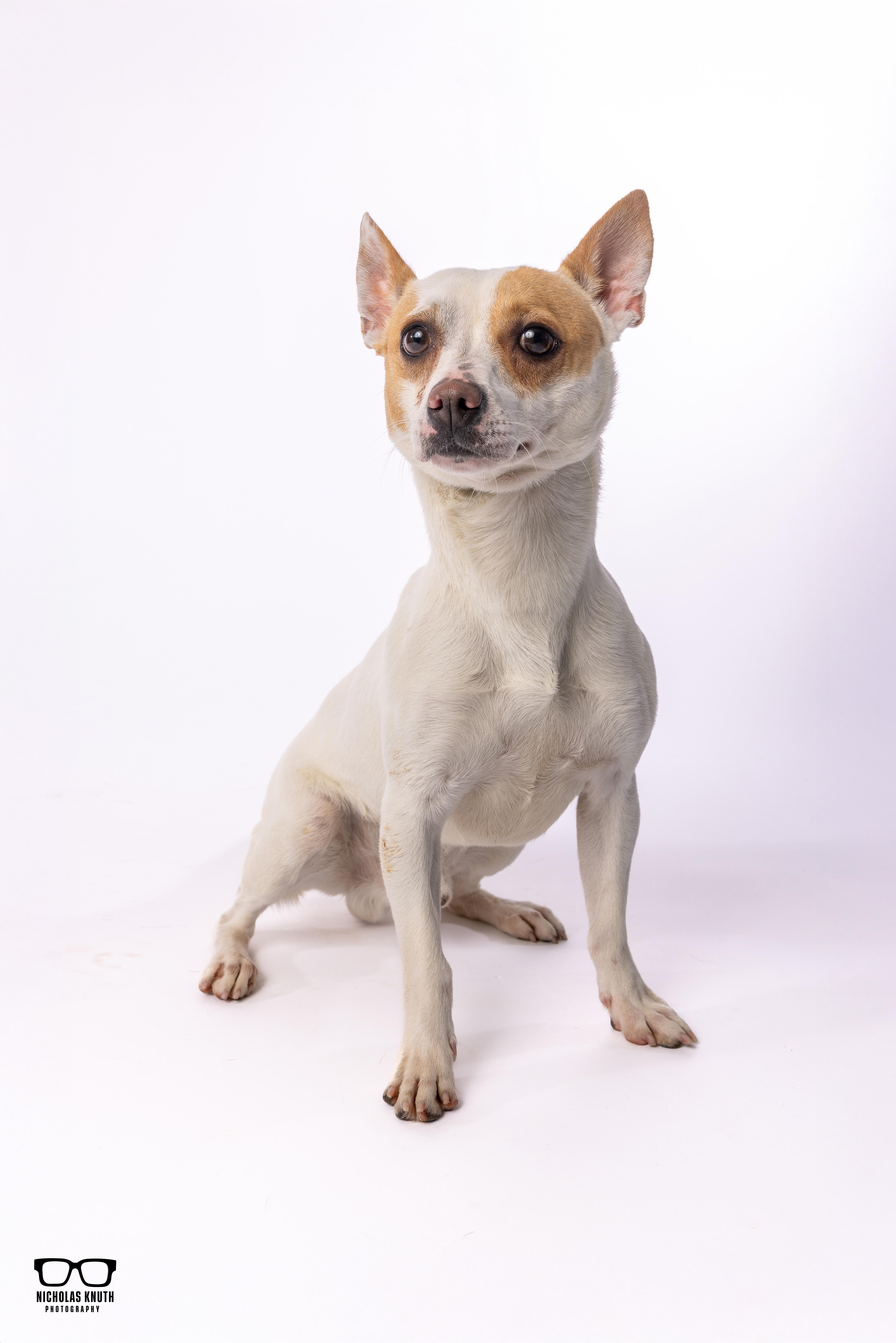 Enlarge Scrappy Doo, a ADOPTABLE mixed breed in Palatine, IL image 2/6