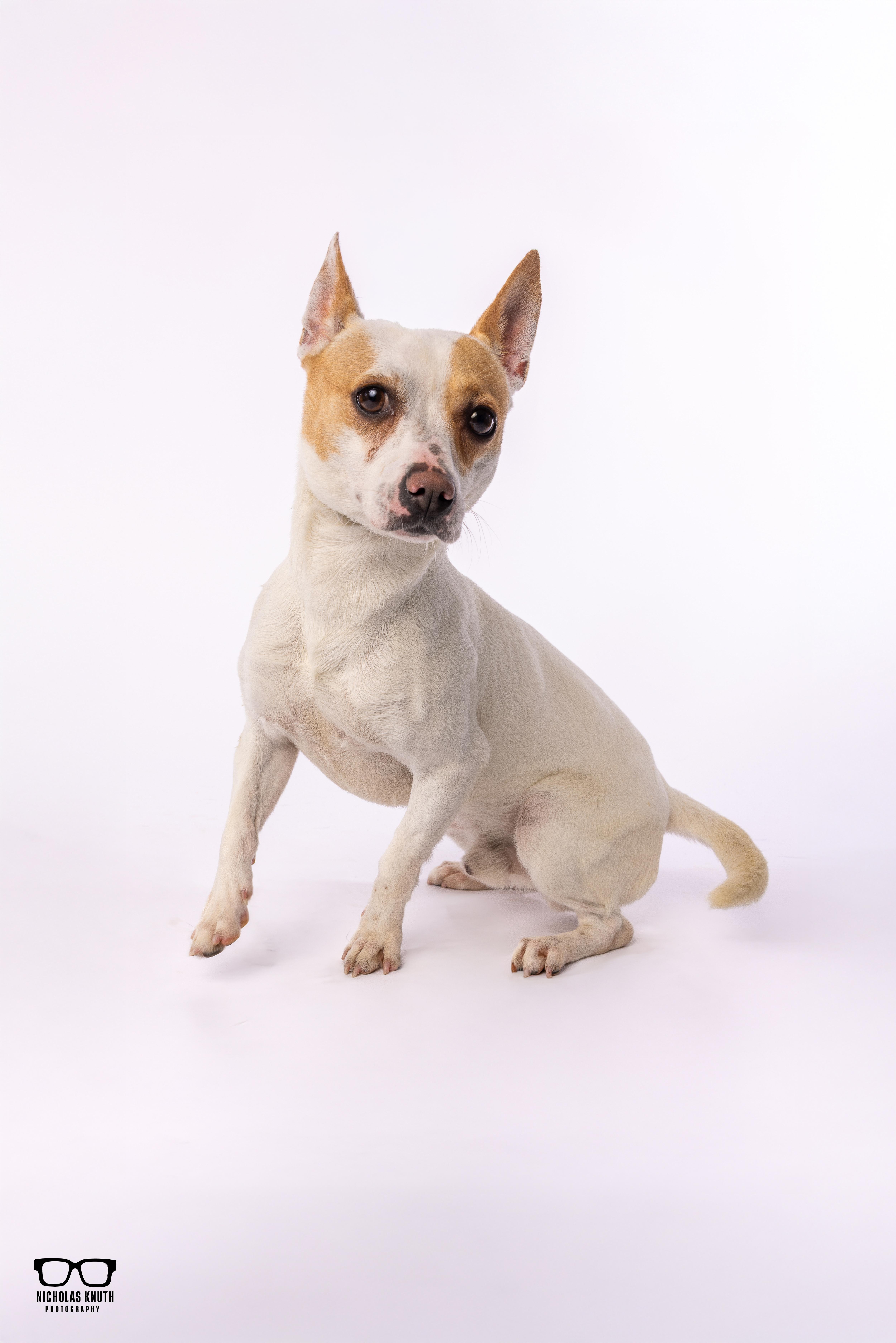 Enlarge Scrappy Doo, a ADOPTABLE mixed breed in Palatine, IL image 5/6