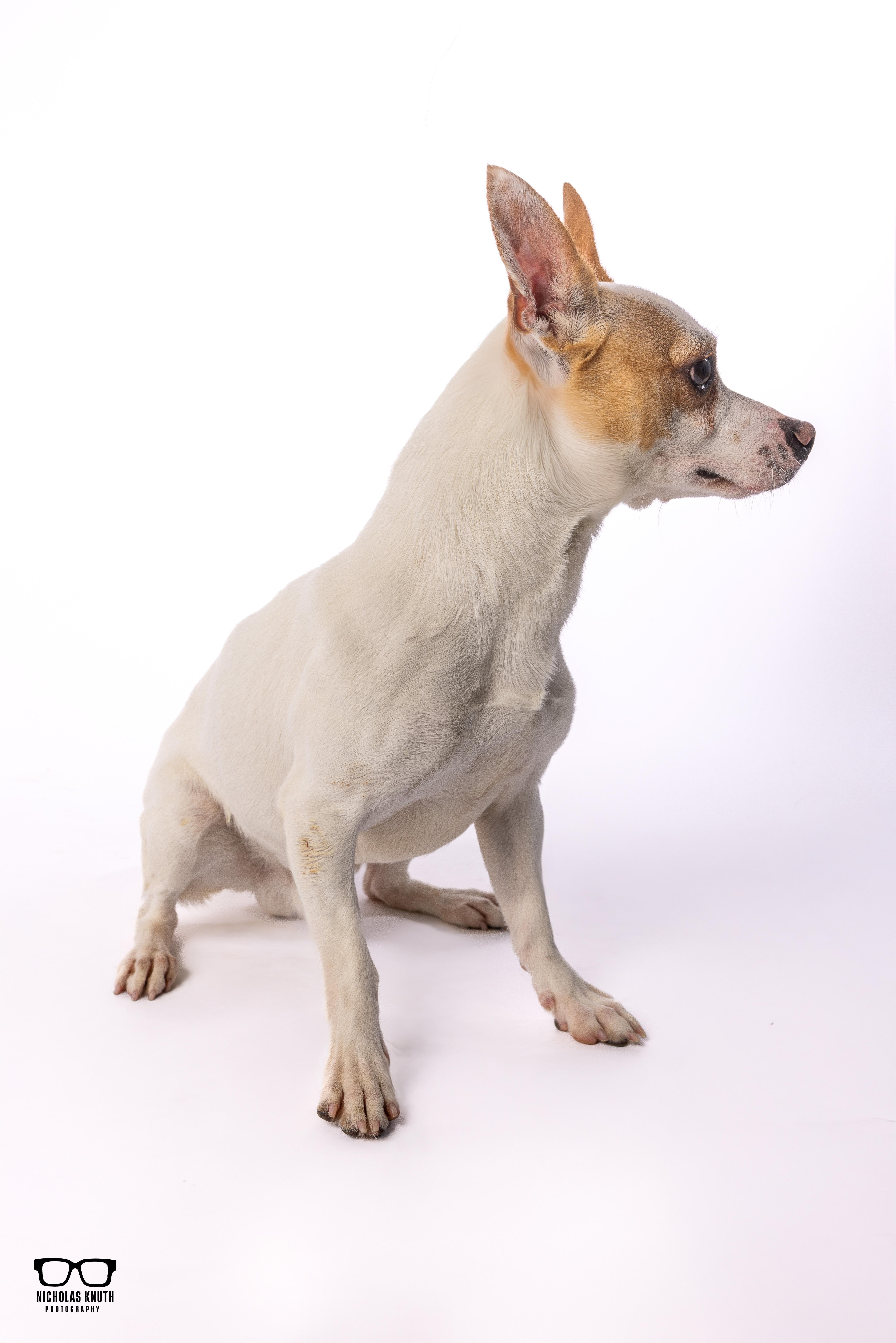 Enlarge Scrappy Doo, a ADOPTABLE mixed breed in Palatine, IL image 6/6