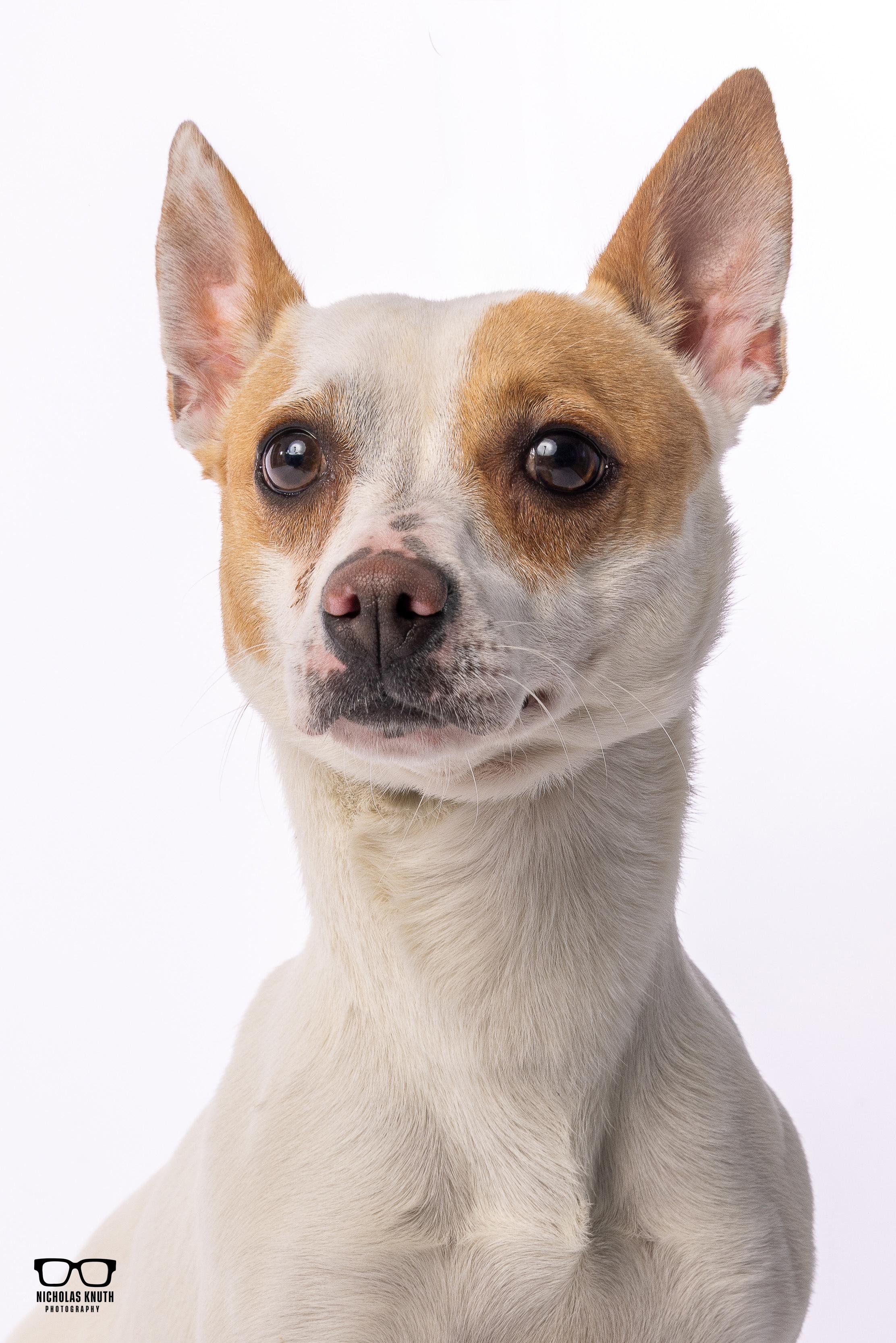 Scrappy Doo, ADOPTABLE, Adult Male Chihuahua & Jack Russell Terrier.