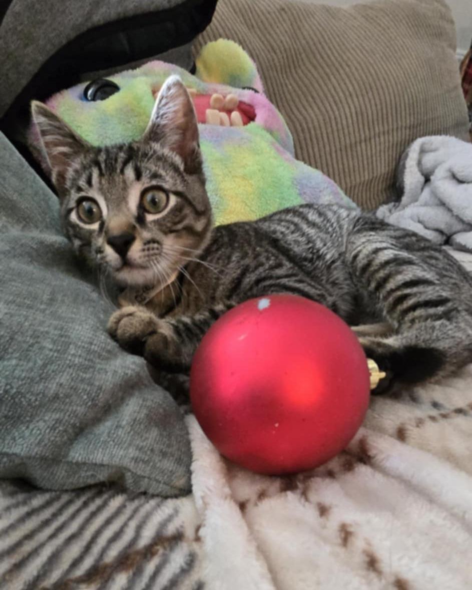 Enlarge Dexter, an adoptable mixed breed in Clover, SC image 3/5