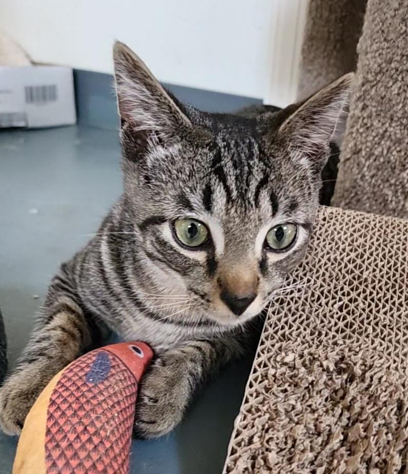 Dexter, adoptable, Young Male Domestic Short Hair.