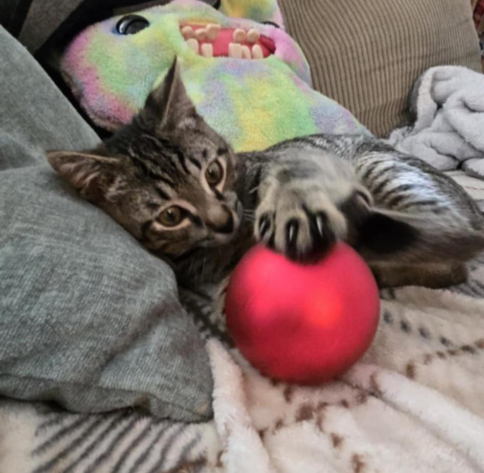 Enlarge Dexter, an adoptable mixed breed in Clover, SC image 2/5