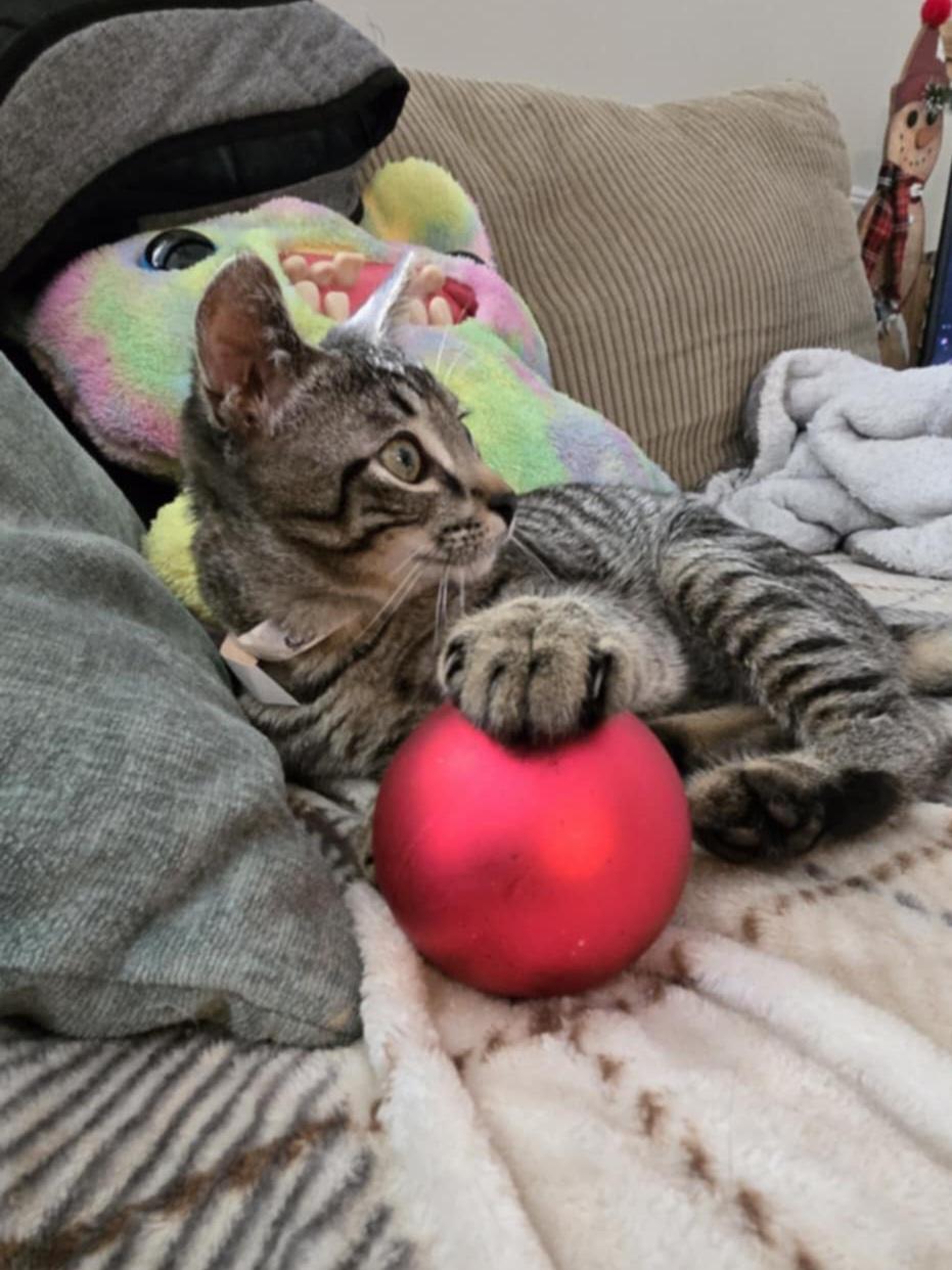 Enlarge Dexter, an adoptable mixed breed in Clover, SC image 4/5