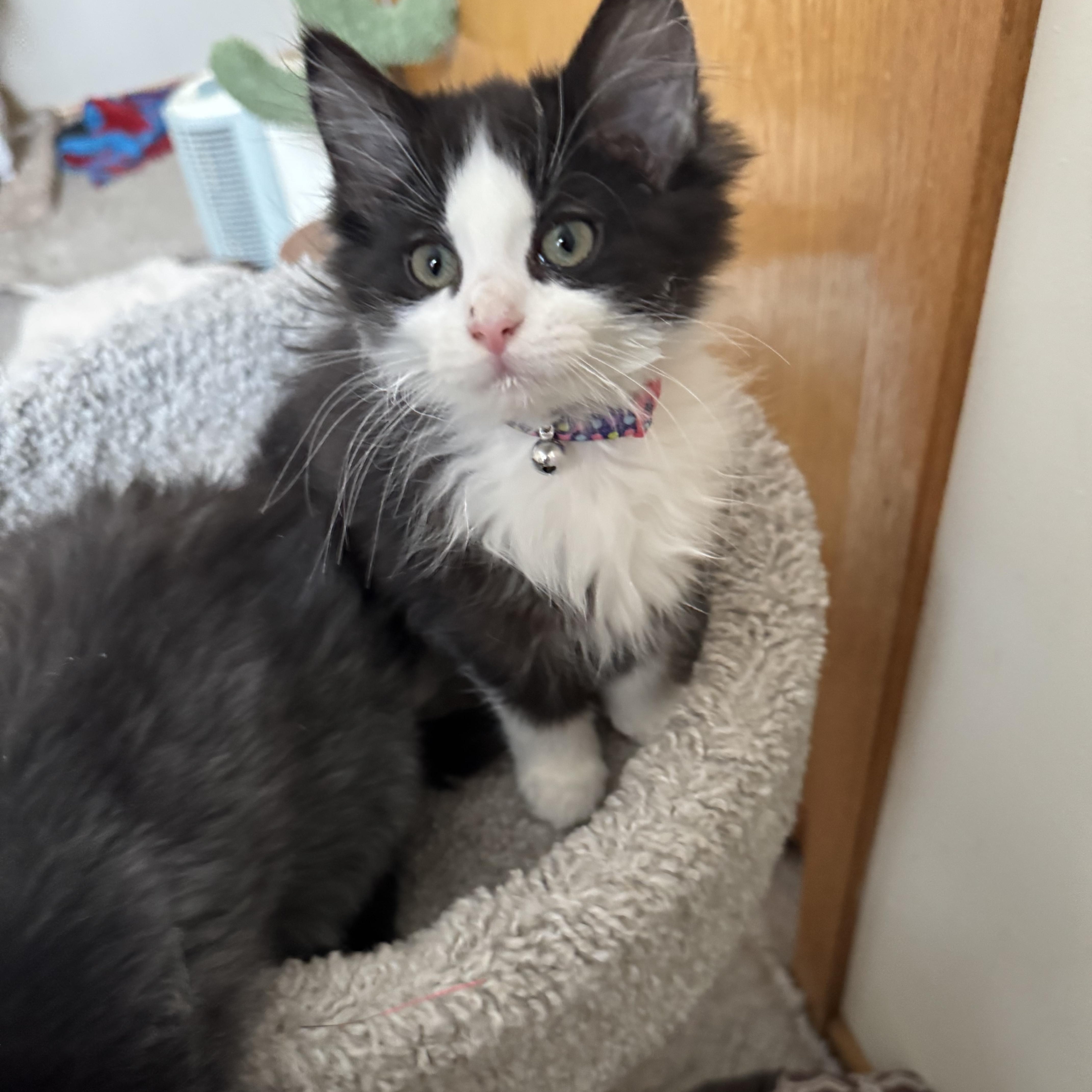 Enlarge Winnie, an adopted Domestic Long Hair in Richfield , MN image 1/1