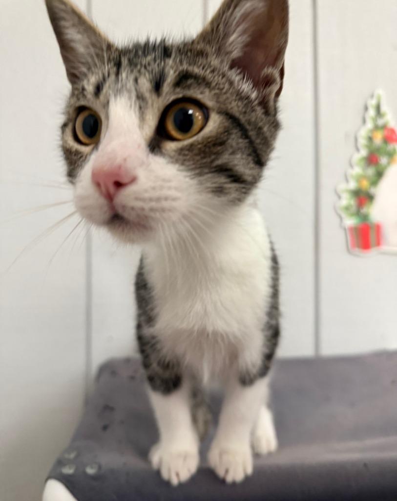 Enlarge Tig, a Adopted mixed breed in Lemoore, CA image 1/1