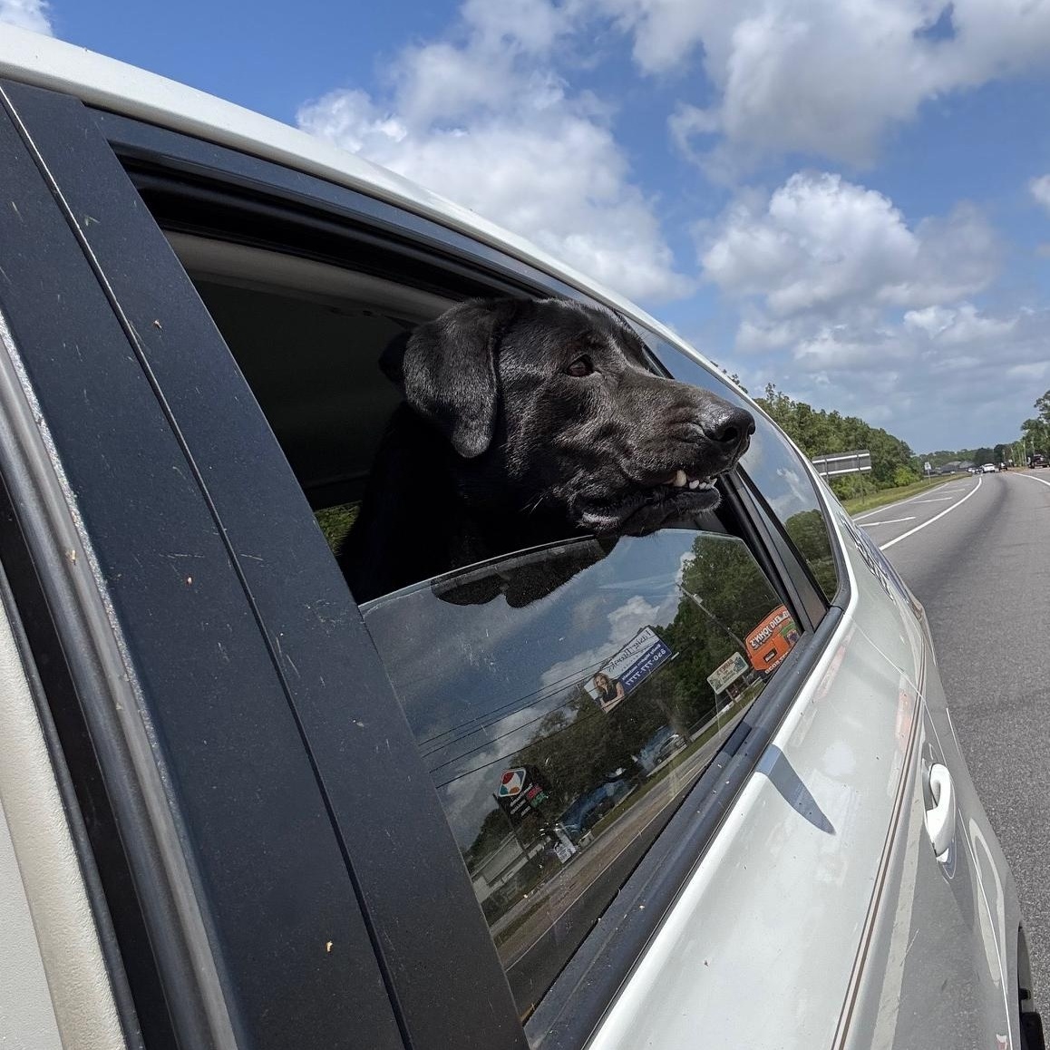 Enlarge Wilson, a Adopted mixed breed in Cantonment, FL image 4/5