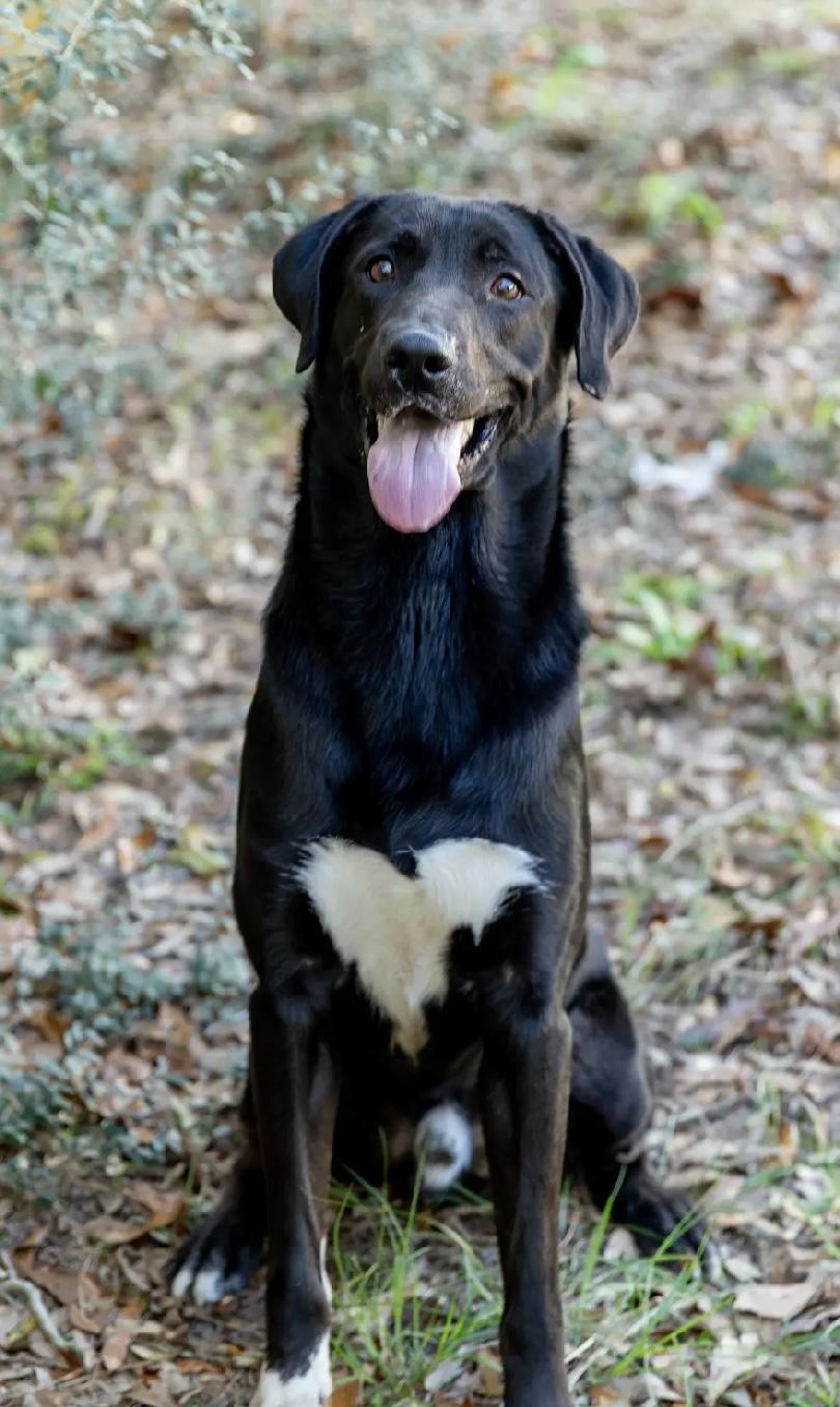 Enlarge Wilson, a Adopted mixed breed in Cantonment, FL image 5/5