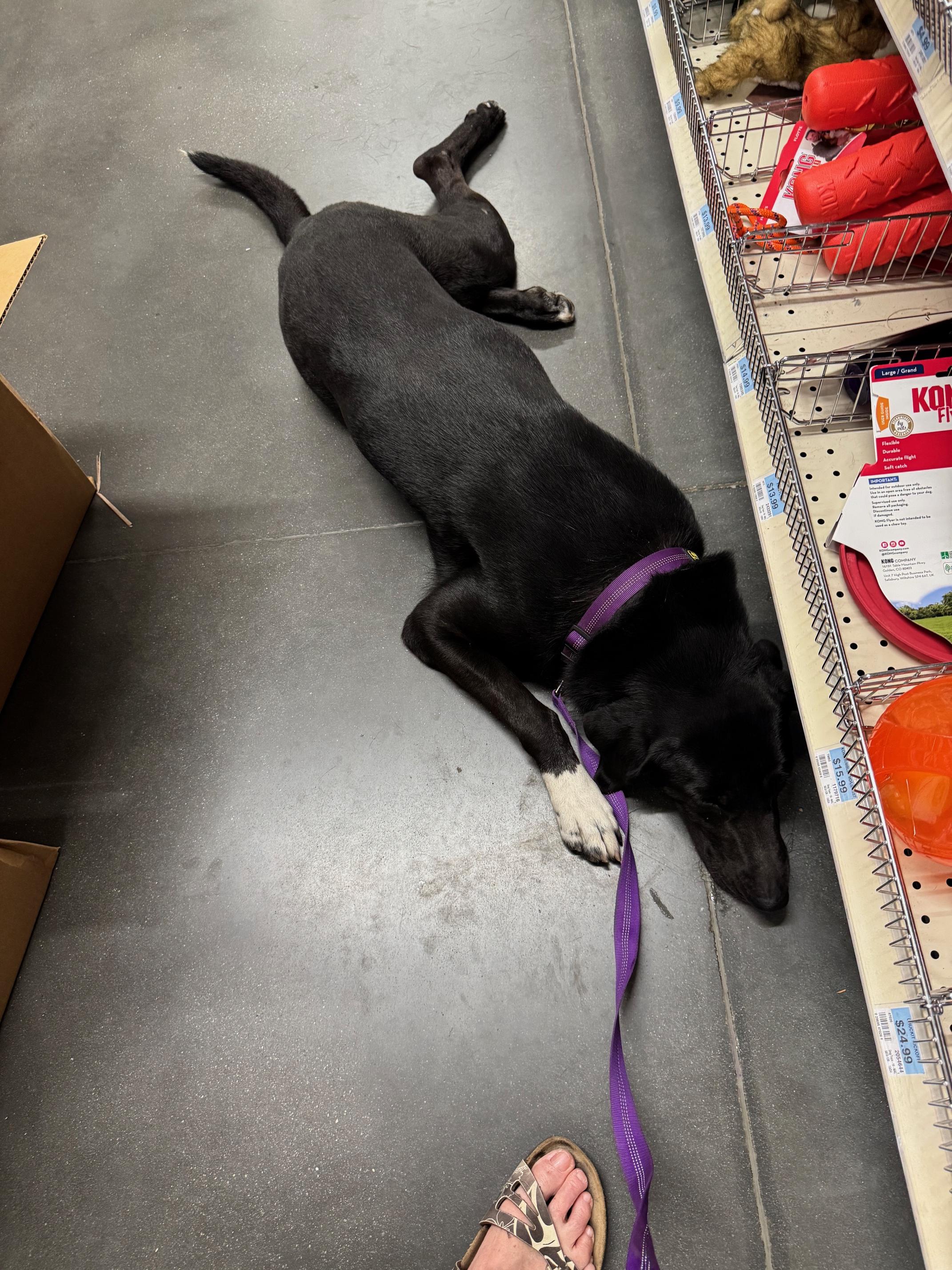 Enlarge Wilson, a Adopted mixed breed in Cantonment, FL image 3/5